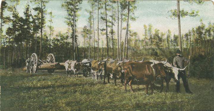 From Forest to Mill, Mobile, Alabama, 1900s