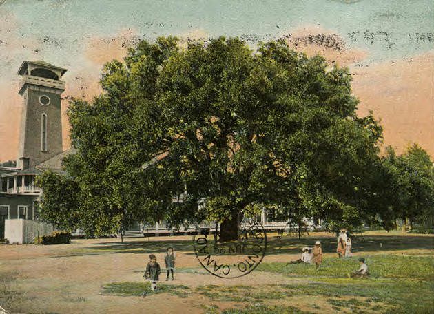 Live Oak Tree (Spreading over 100 feet), Mobile, Alabama, 1900s