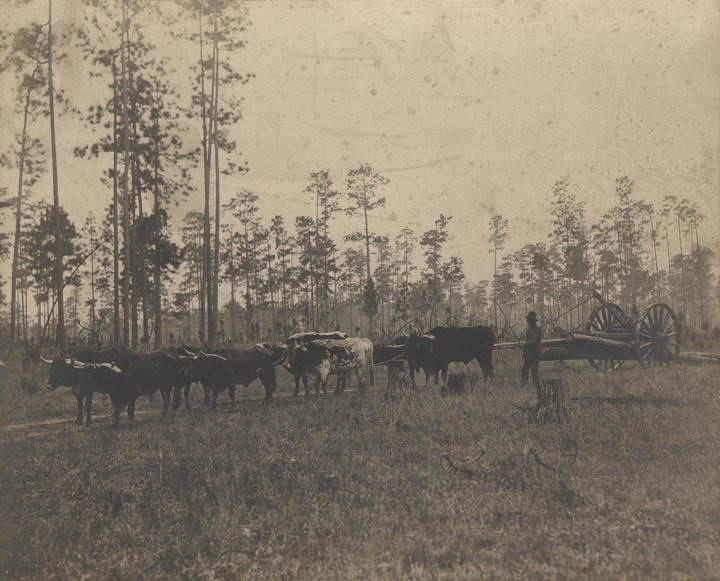 African American man driving a team of oxen pulling a wagon of logs in Mobile, Alabama, 1900s