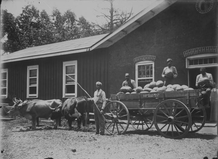 A wagon of watermelons at Mount Vernon Hospital in Mobile County, Alabama, 1902