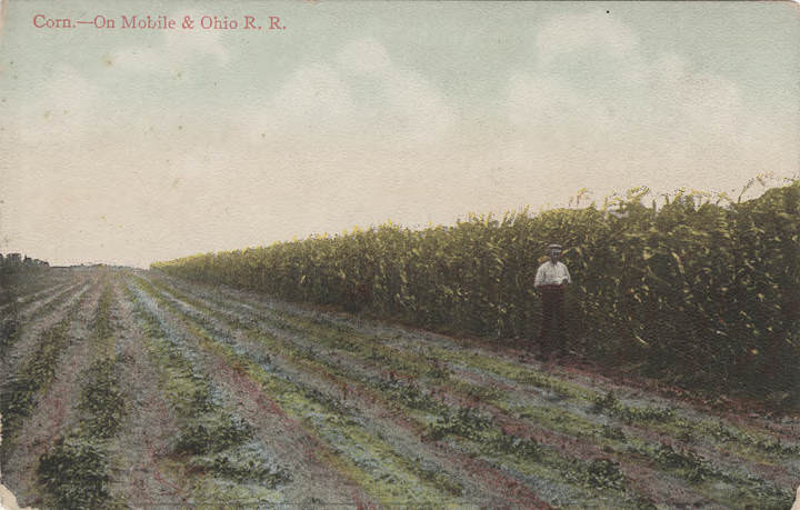 Corn - On Mobile, 1900s