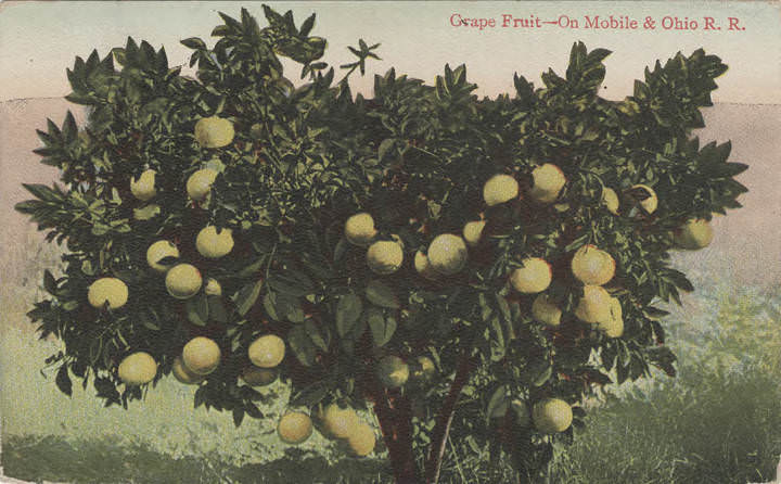 Grape Fruit - On Mobile, 1904