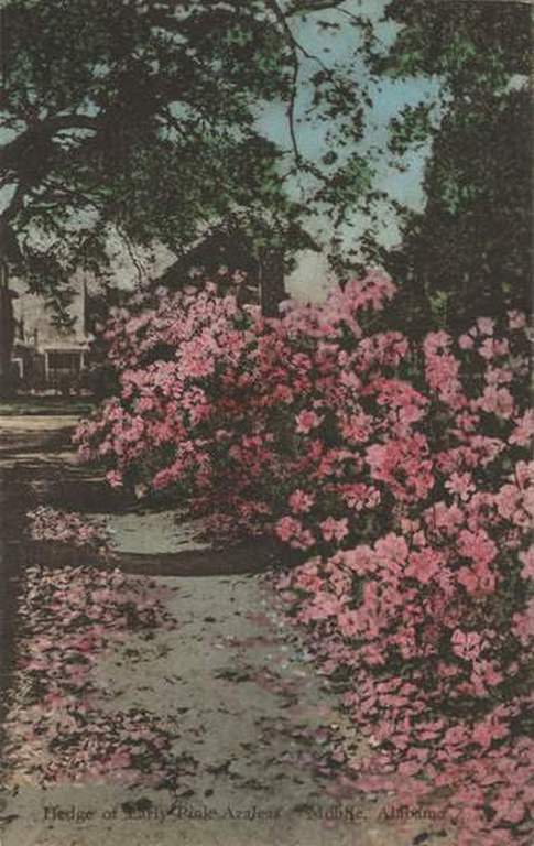 Hedge of Early Pink Azaleas, Mobile, Alabama, 1901