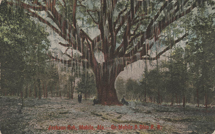 Jackson Oak, Mobile, Ala. On Mobile & Ohio, 1901