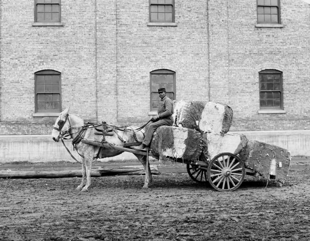 Man and Cotton Cart, Mobile, Alabama, 1906