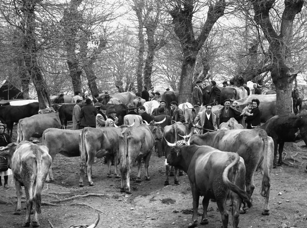Fair of the cattle of Peña, Galicia, Spain, 1963.