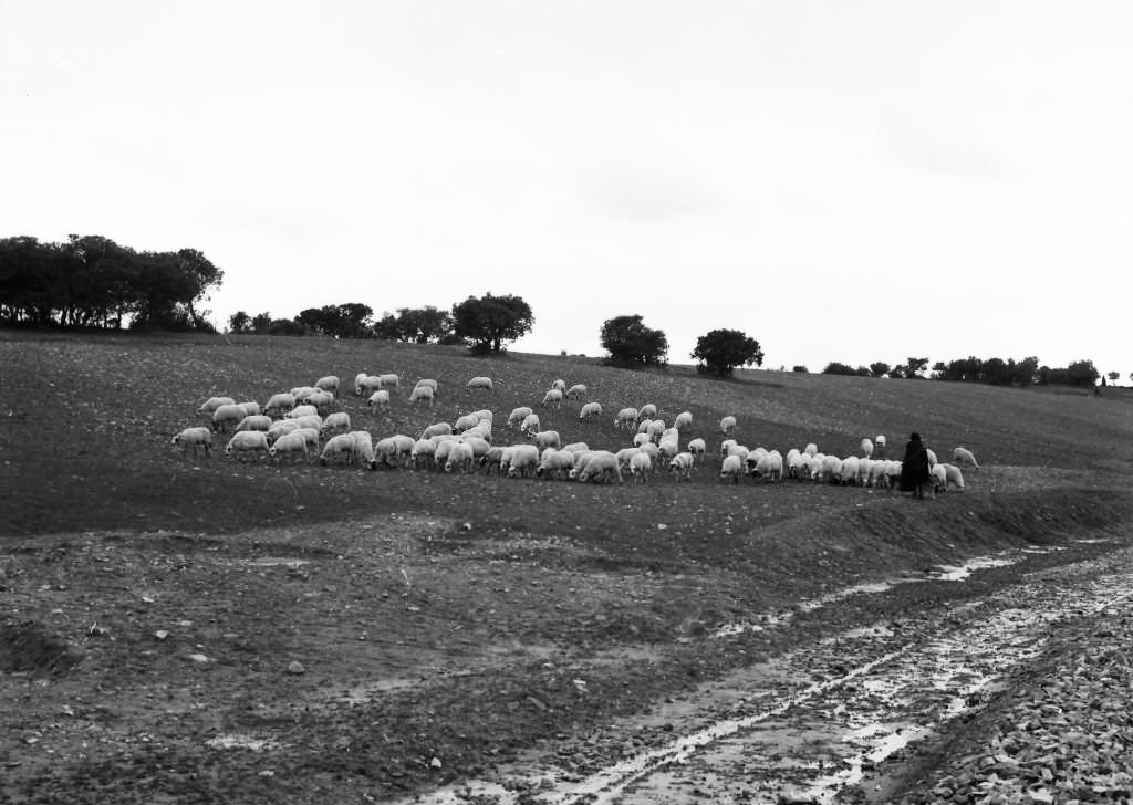 Flock of sheep in the vicinity of San Martín de Torres, Castilla y León, Spain, 1963.