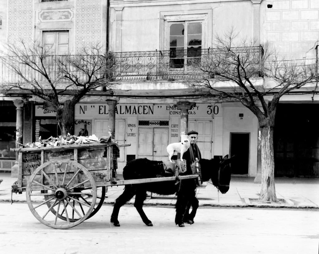 Man transporting garbage in a cart with his donkey and his dog, Arevalo, Avila, Castilla y León, Spain, 1963.