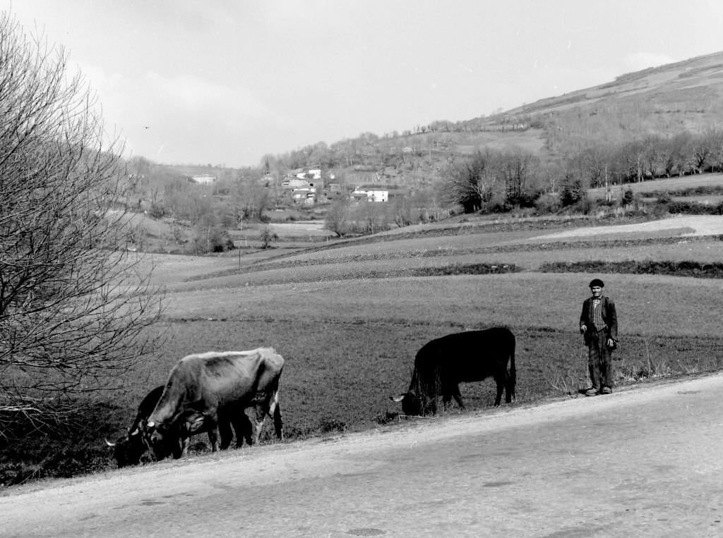 Shepherd with his cows, Barella, Galicia, Spain, 1963.