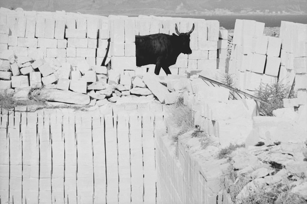 A bull in a quarry in the Canary Islands, 1968.