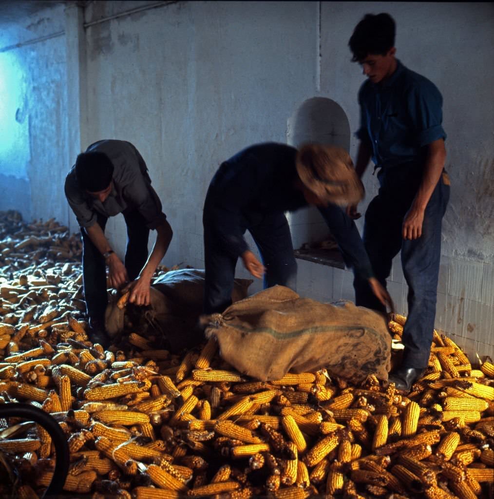 Activities of the agronomist students of the agriculture school of Torrealba, Cordoba, Spain, 1964.