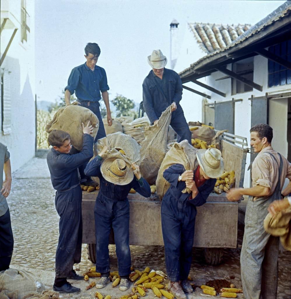 Activities of the agronomist students of the agriculture school of Torrealba, Cordoba, Spain, 1964.