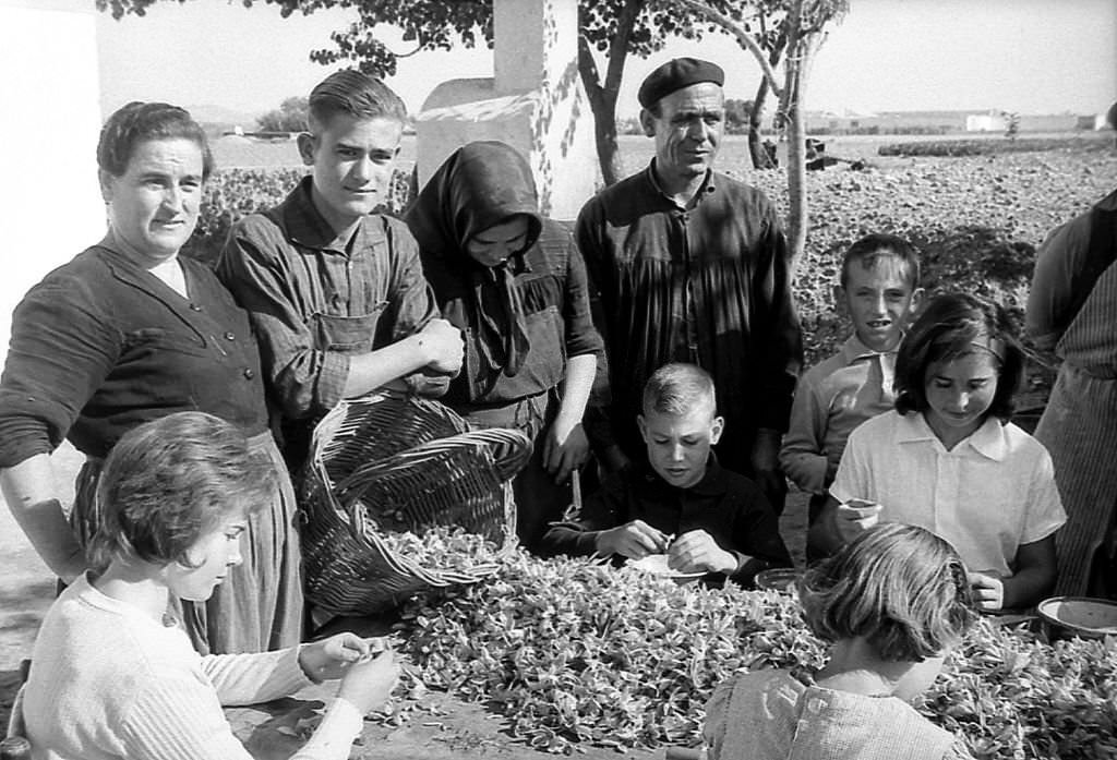 Several people including children work to remove the stigmas from the saffron flower, in Spain, 960s.