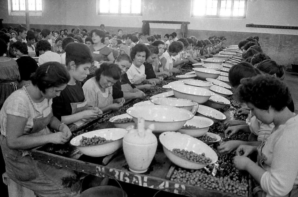 Women at work removing the pits from olives, Spain, 1960s.