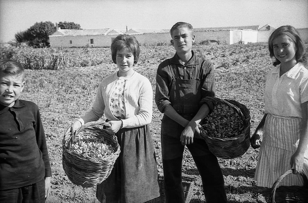 Several people with baskets full of saffron flower, in Spain, 1960s.
