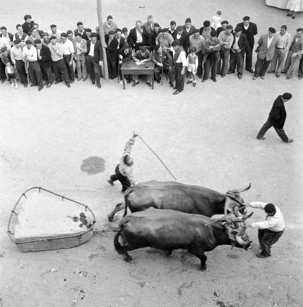 Epreuve de traction de pierre par de boeufs au Pays Basque, Spain.