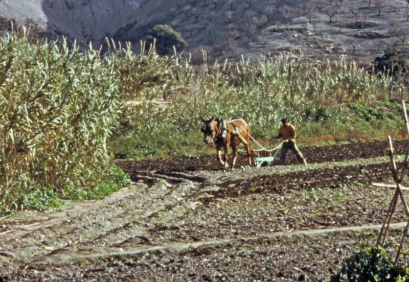 Farmer using a mule and plough, Salobreña, Andalusia, 1977