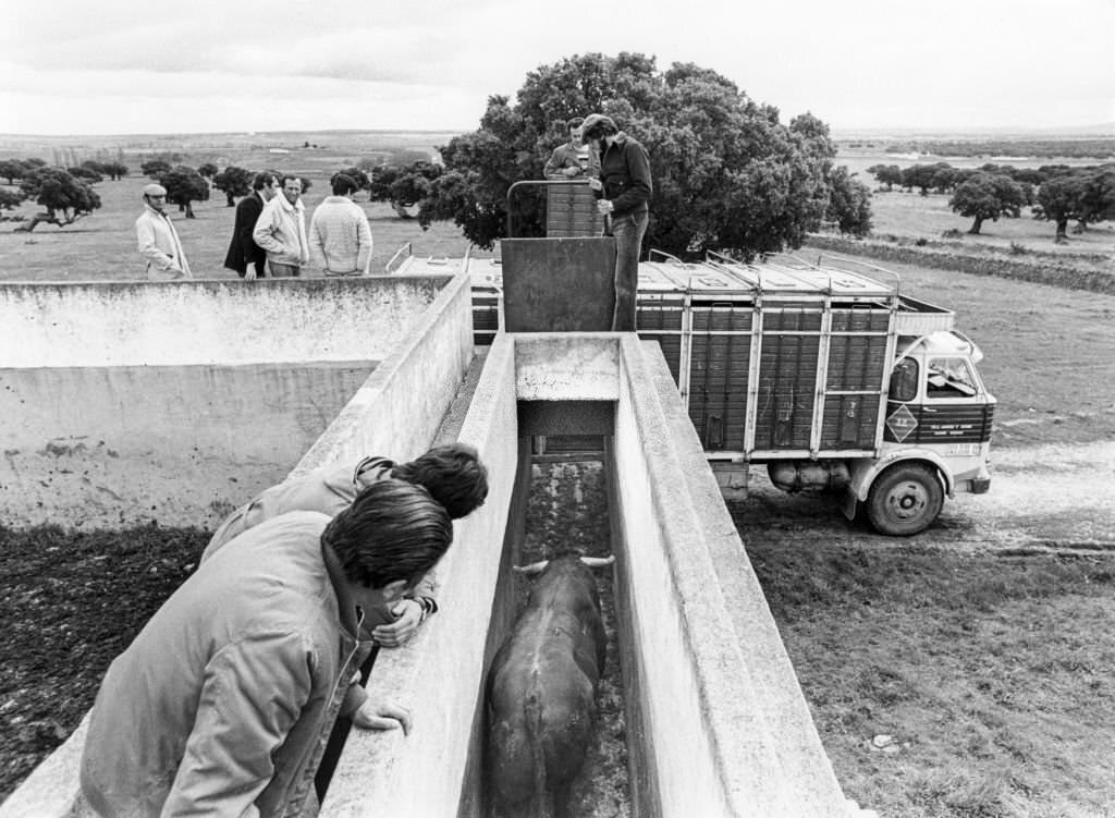 Loading a bullfight bull into a truck, in Salamanca, Spain, 1970