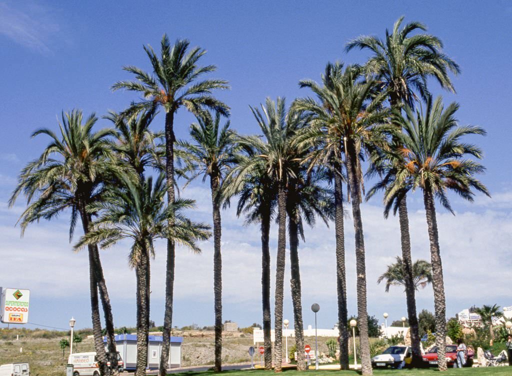 Palm tree Almeria, Andalusia, 1978