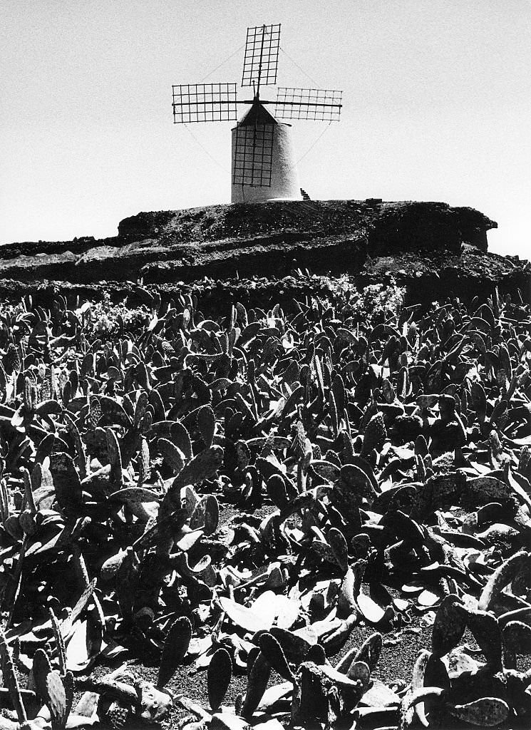 Cactus field in front of a windmill, 1982