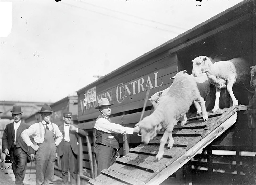 A man with a raised cane herding sheep down a ramp leading from a Wisconsin Central railroad car at the stockyards in the New City community area, Chicago, Illinois, 1904.
