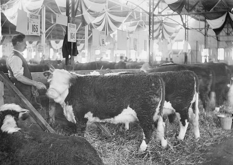 A line of cows tied in pens inside a building at the International Live Stock Exposition at the stockyards, Chicago, 1904.
