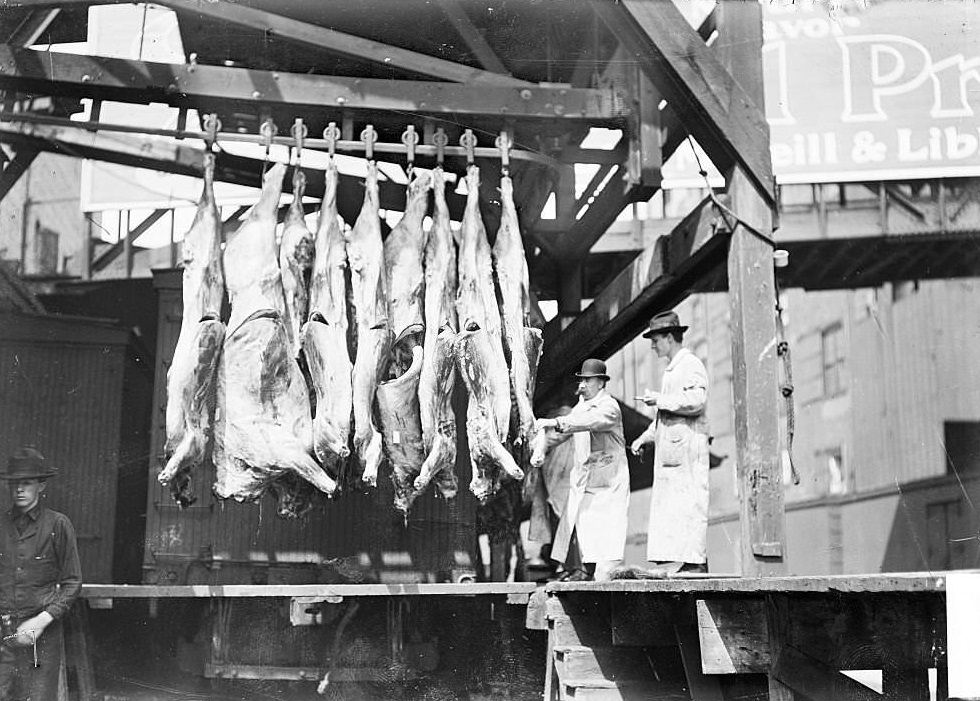 Man in a white coat pulling an animal carcass that is hanging by a hook along an overhead pulley in the stockyards, Chicago, 1904.