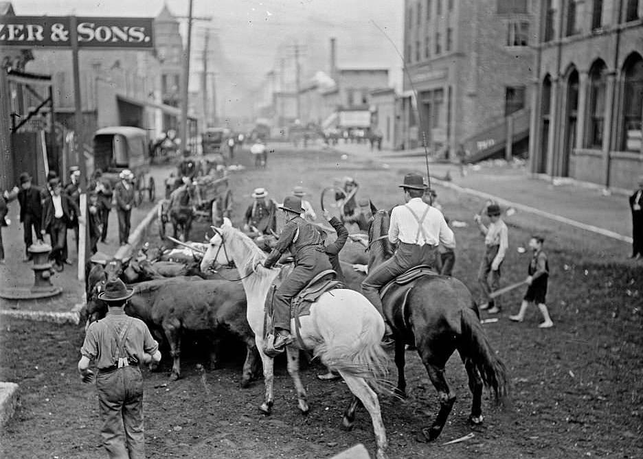 Men on horseback herding cattle on a street, while other men and boys watch in the background, during the 1904 Stockyards Strike, Chicago.