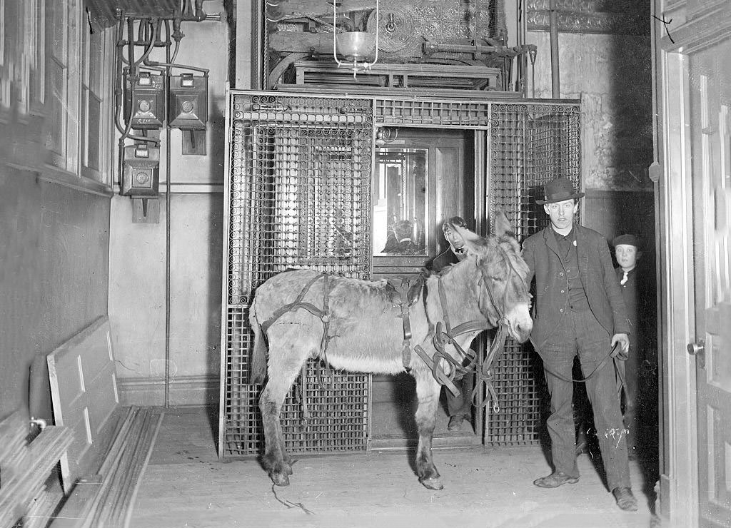 A donkey, wearing a harness and reins held by a man, standing in front of an elevator inside a building, Chicago, Illinois, 1903.