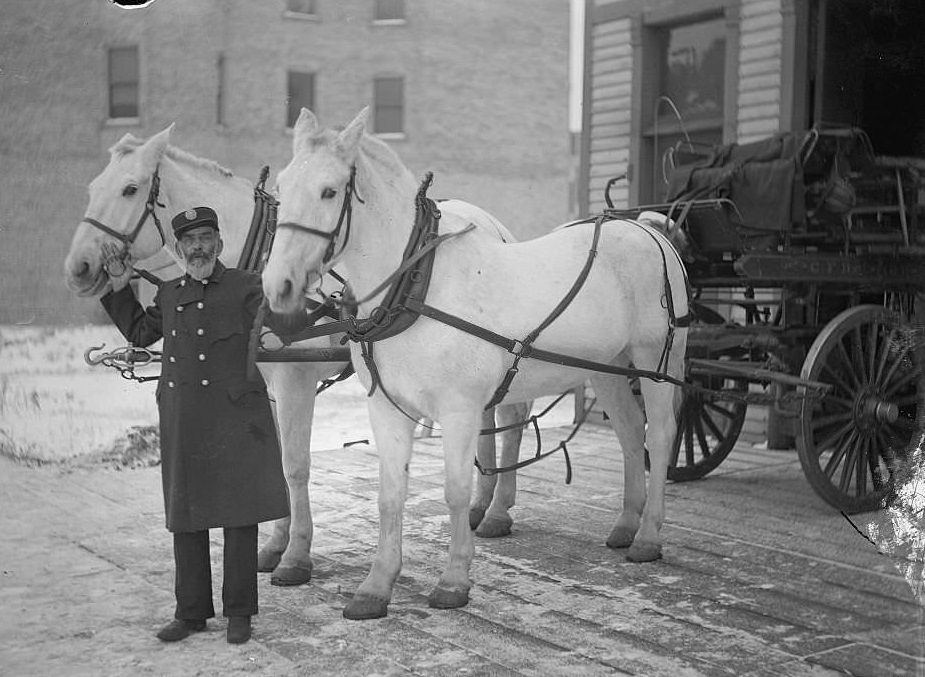 A fireman, Bonnel, standing with two white horses, Chicago, Illinois, 1900s.