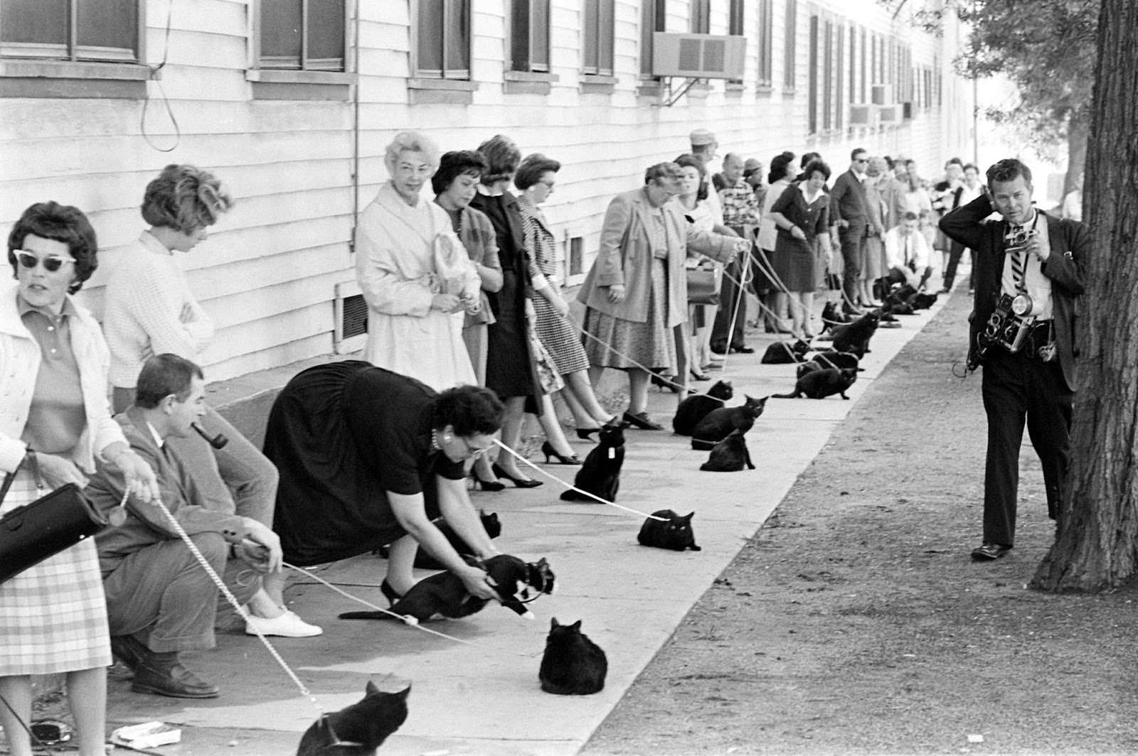 Audition for the Perfect Black Cat in Hollywood in 1961