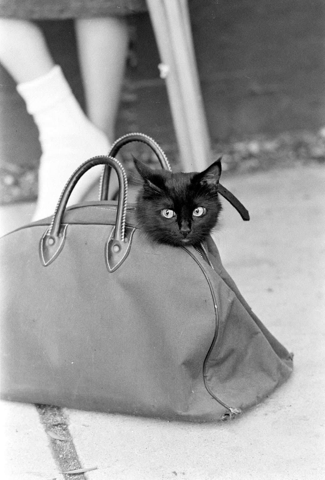 Audition for the Perfect Black Cat in Hollywood in 1961