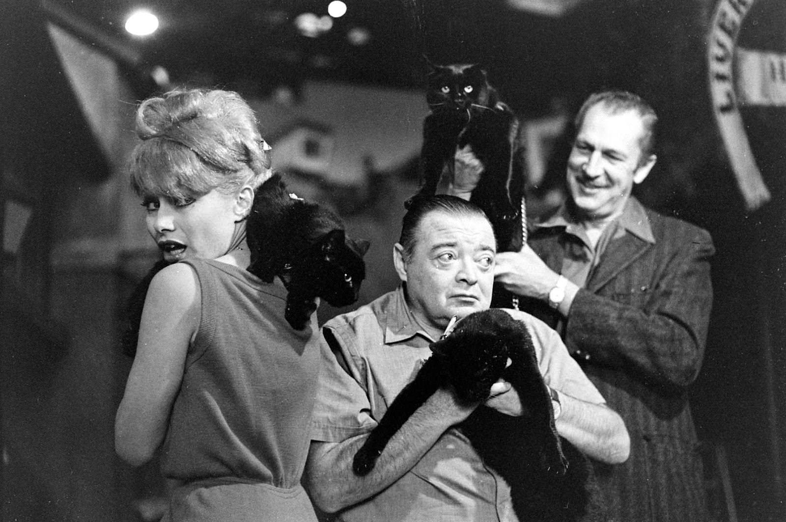 Audition for the Perfect Black Cat in Hollywood in 1961