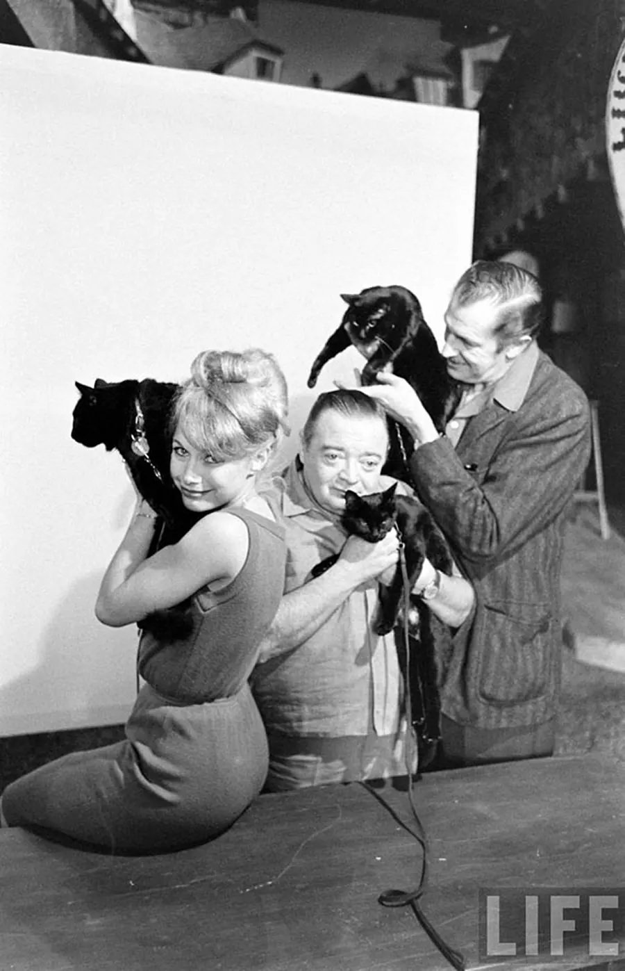 Audition for the Perfect Black Cat in Hollywood in 1961