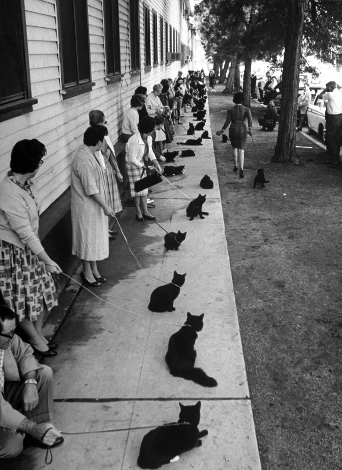 Audition for the Perfect Black Cat in Hollywood in 1961