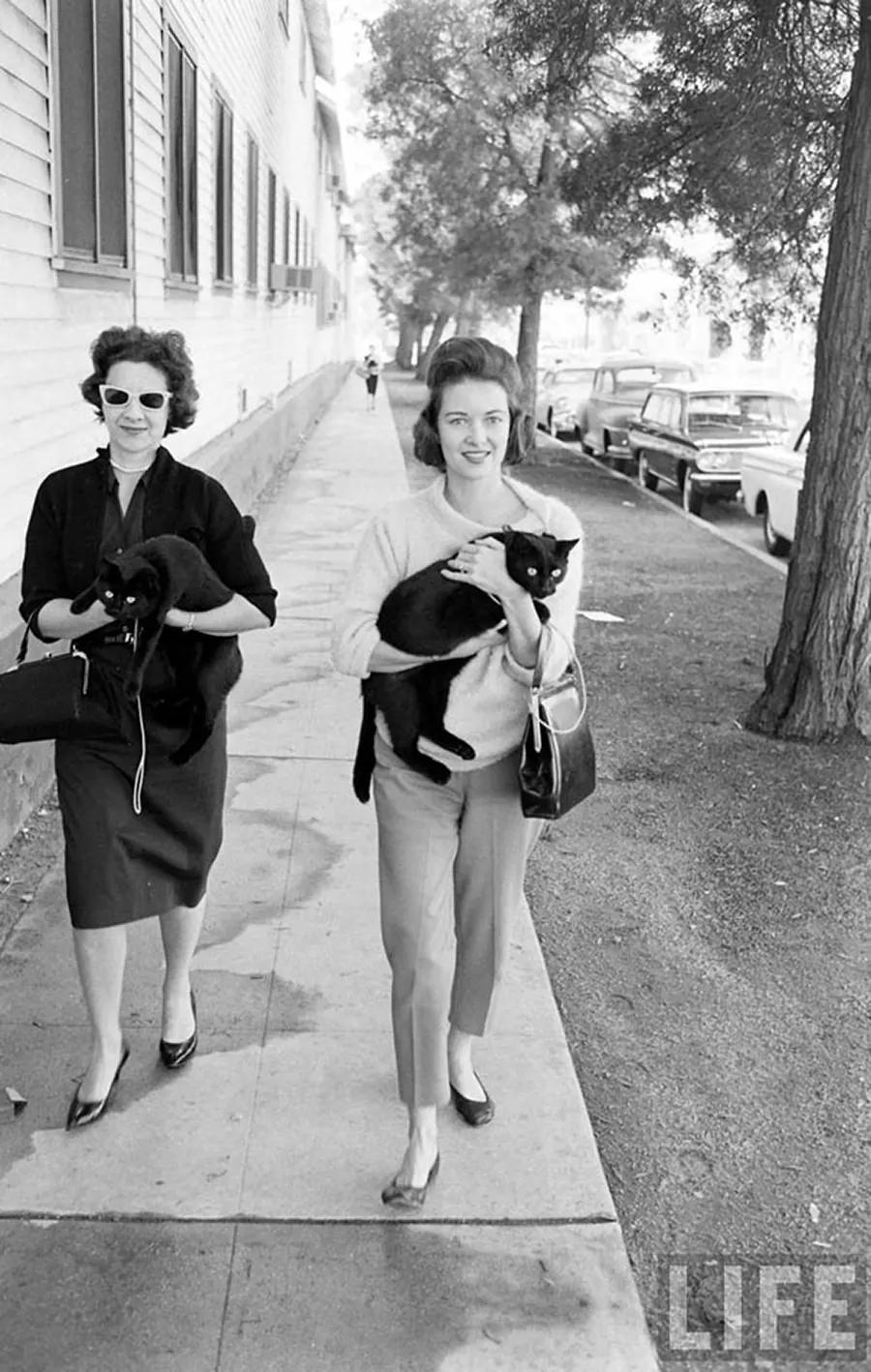 Audition for the Perfect Black Cat in Hollywood in 1961