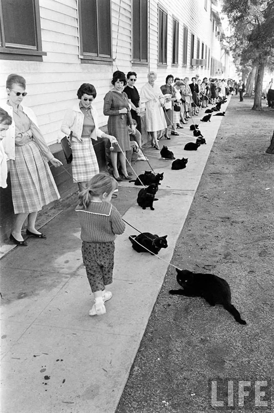 Audition for the Perfect Black Cat in Hollywood in 1961