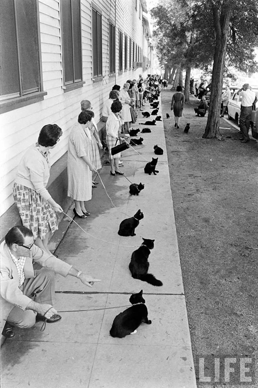 Audition for the Perfect Black Cat in Hollywood in 1961