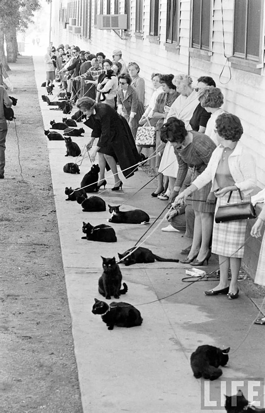 Audition for the Perfect Black Cat in Hollywood in 1961