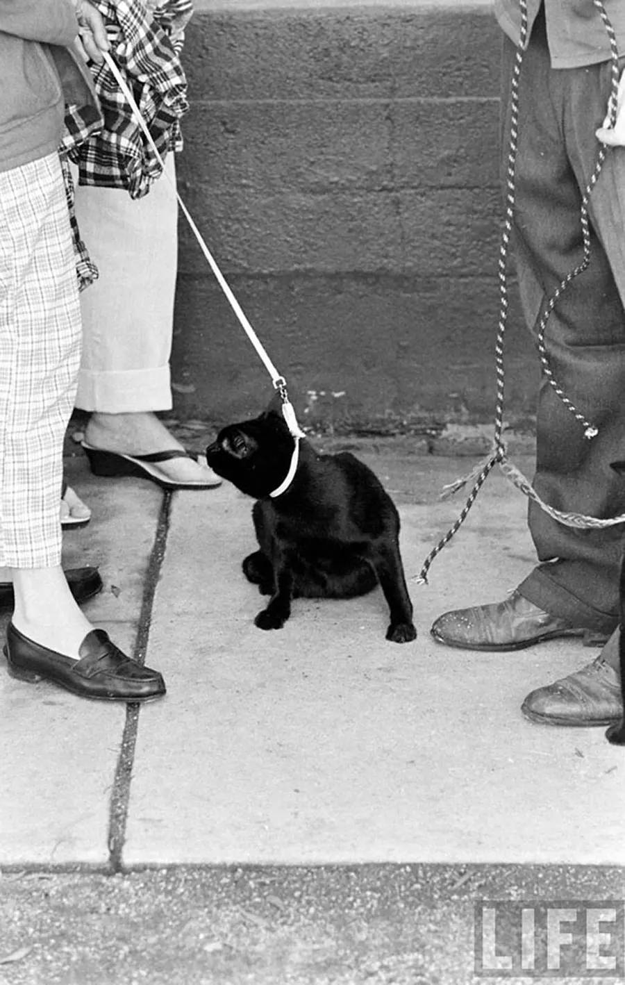 Audition for the Perfect Black Cat in Hollywood in 1961