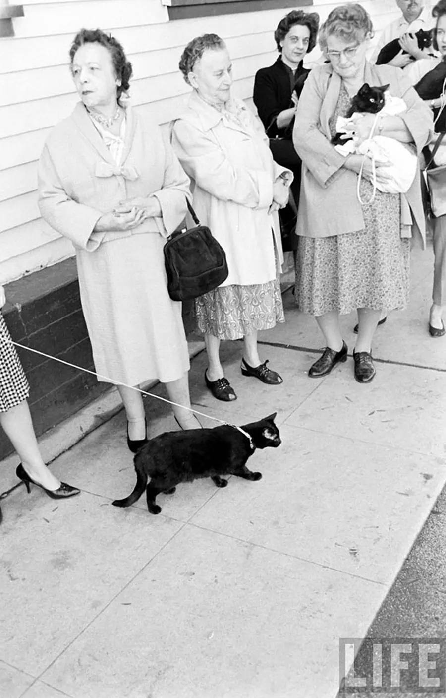 Audition for the Perfect Black Cat in Hollywood in 1961