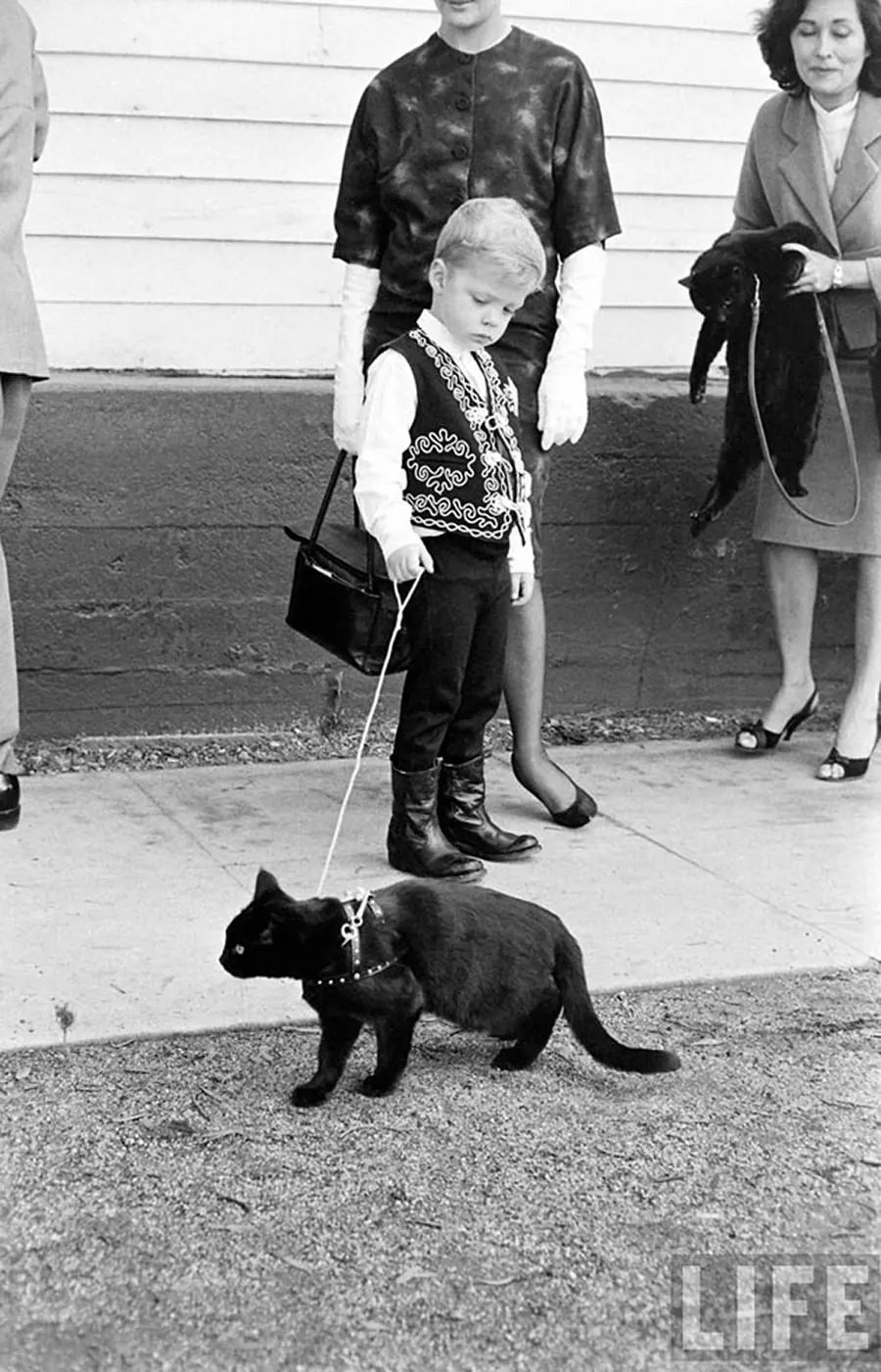 Audition for the Perfect Black Cat in Hollywood in 1961