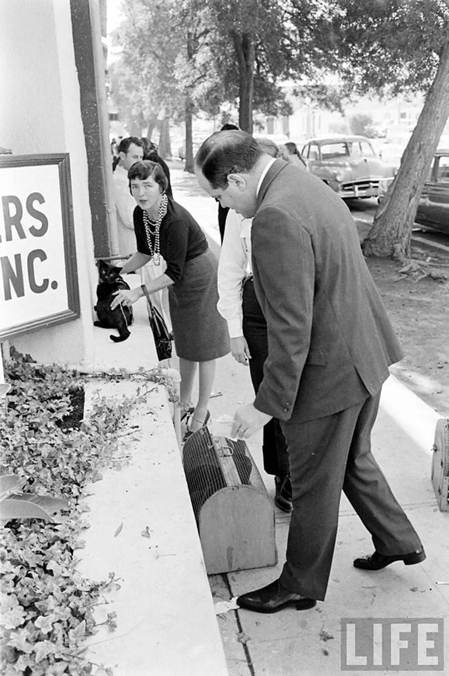 Audition for the Perfect Black Cat in Hollywood in 1961