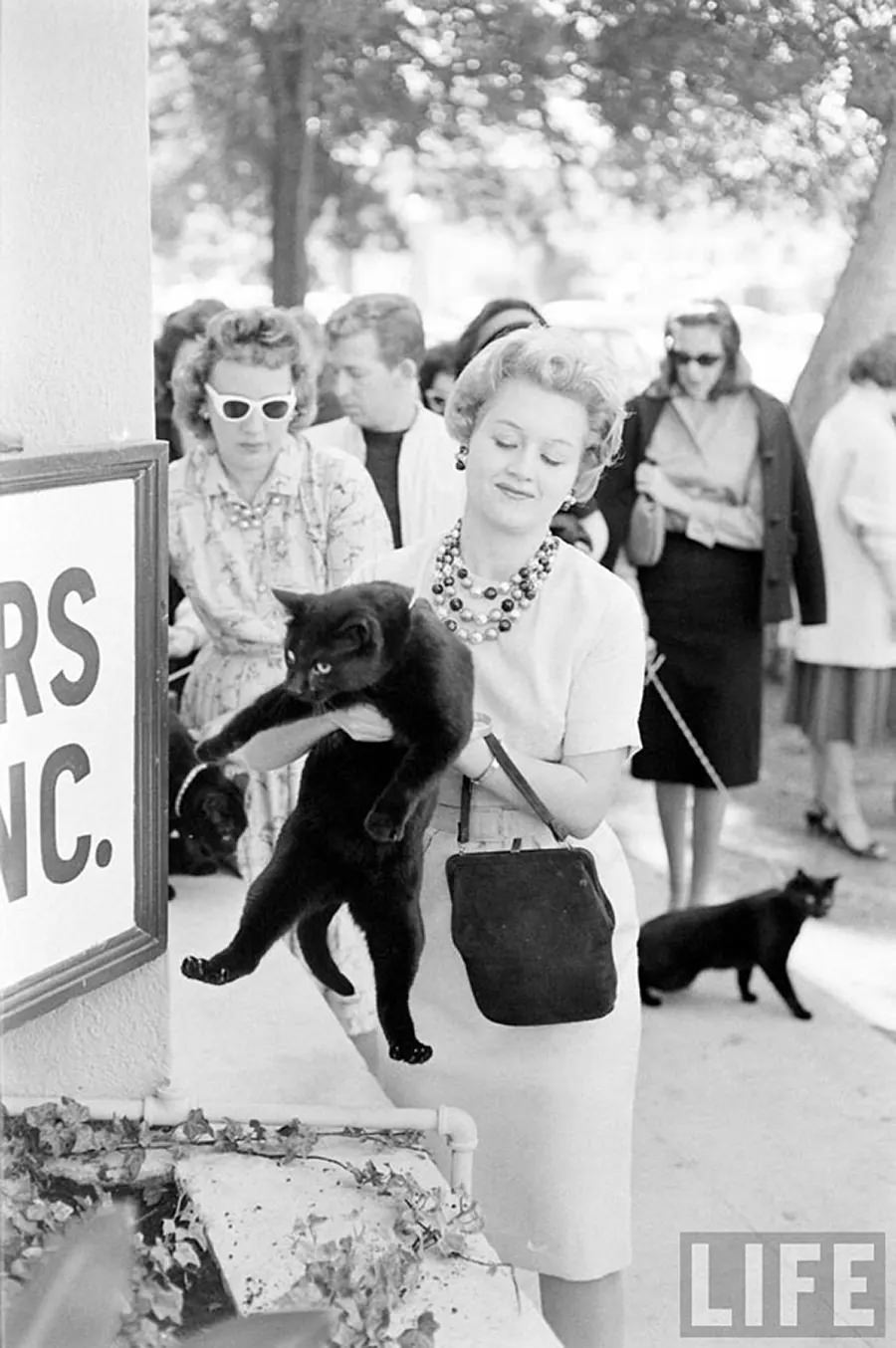 Audition for the Perfect Black Cat in Hollywood in 1961