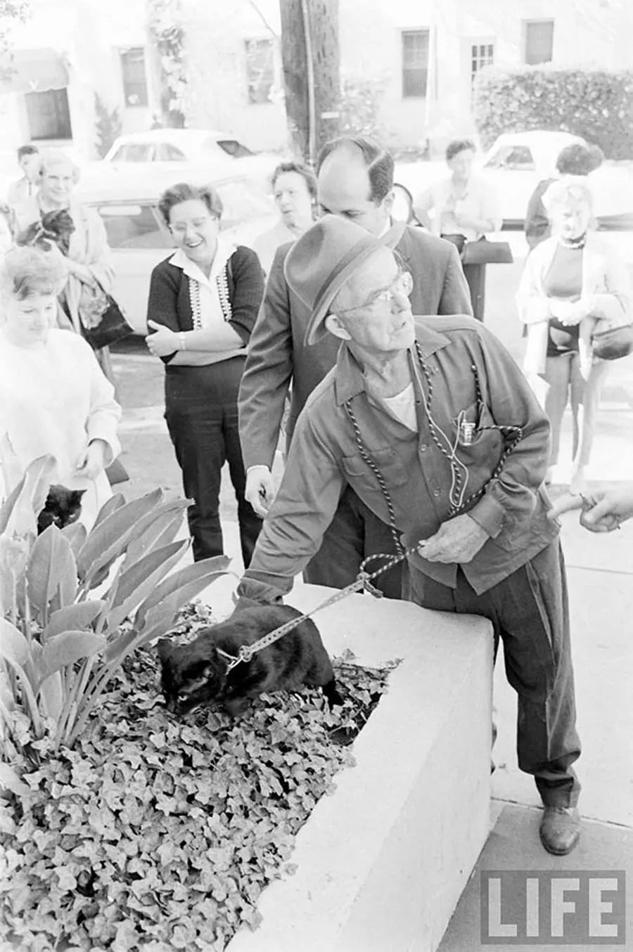 Audition for the Perfect Black Cat in Hollywood in 1961