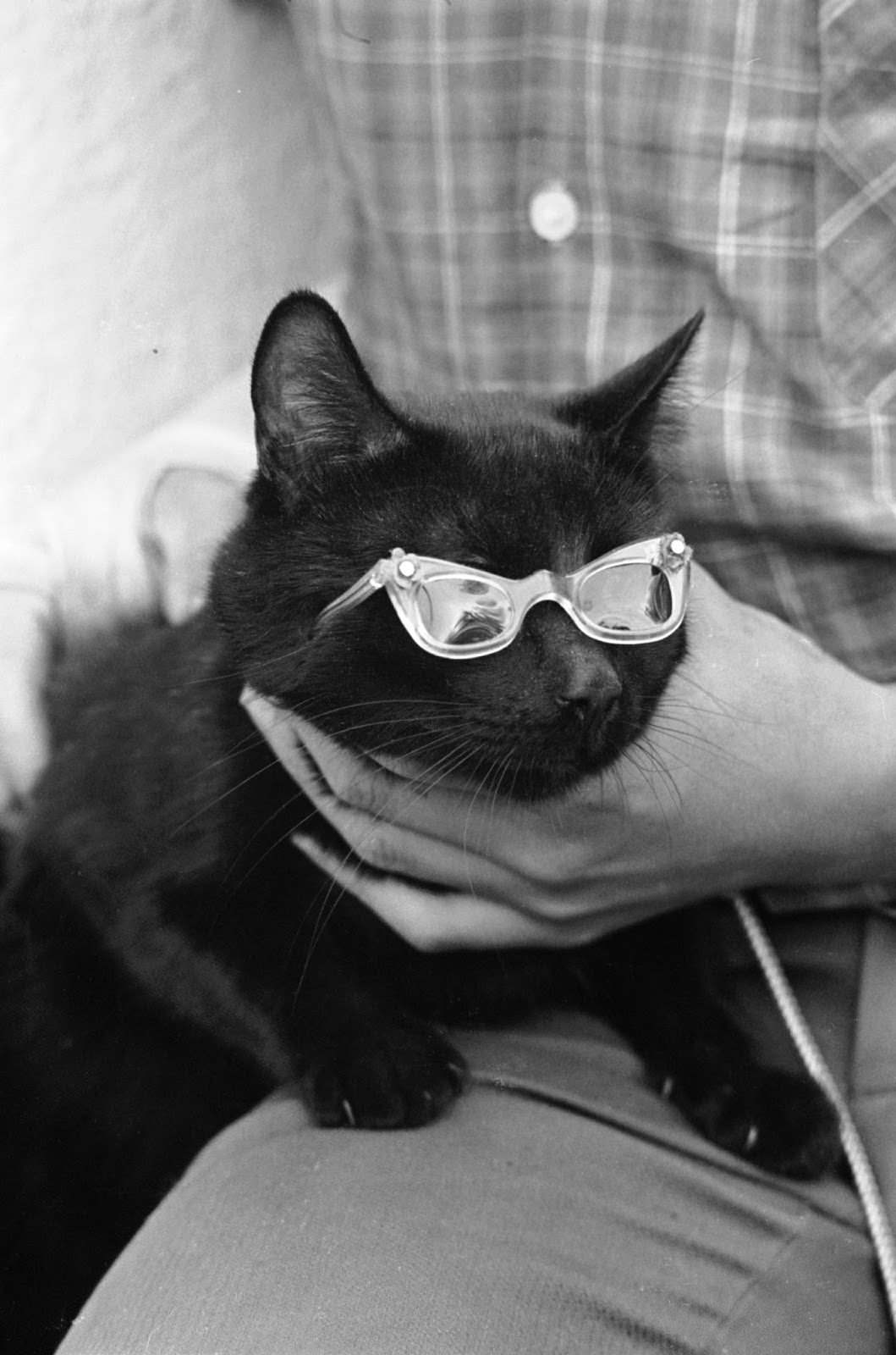 Audition for the Perfect Black Cat in Hollywood in 1961