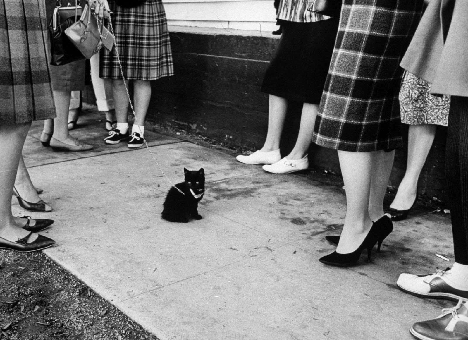 Audition for the Perfect Black Cat in Hollywood in 1961