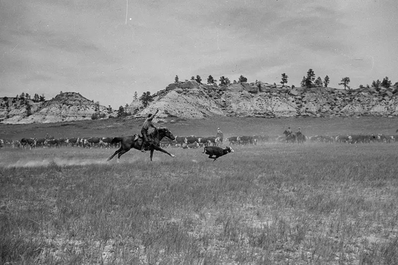 Cowboys Rounding Up Cattle on the Montana Range in 1939