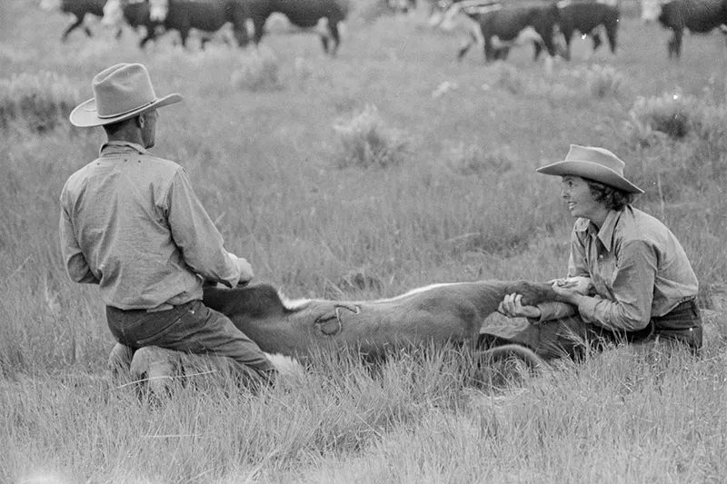 Cowboys Rounding Up Cattle on the Montana Range in 1939