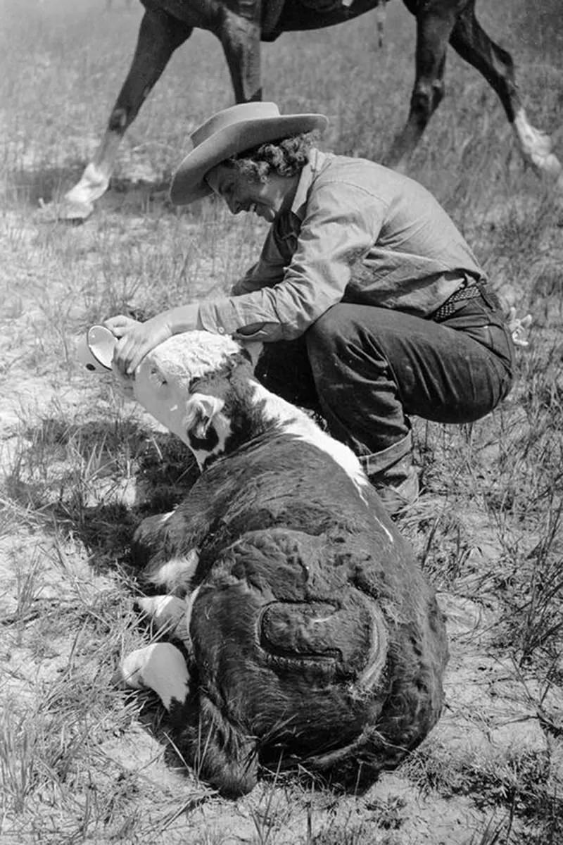 Cowboys Rounding Up Cattle on the Montana Range in 1939